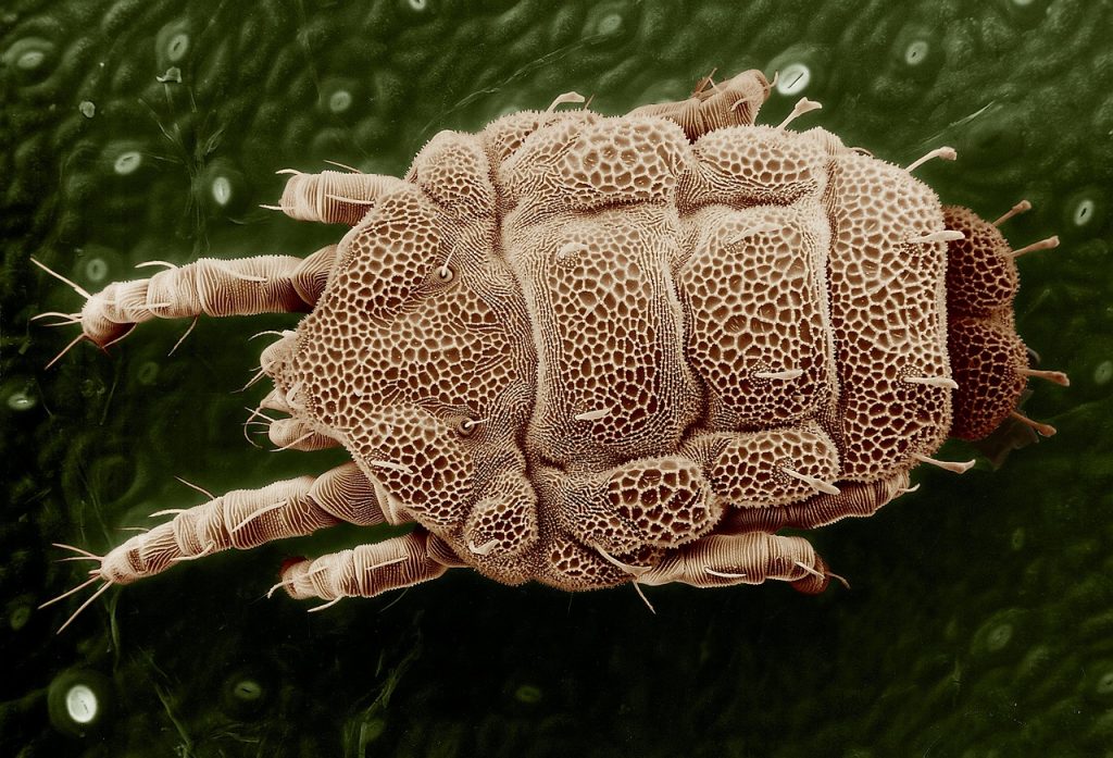 FDA Approves House Dust Mite Allergies Treatment Odactra