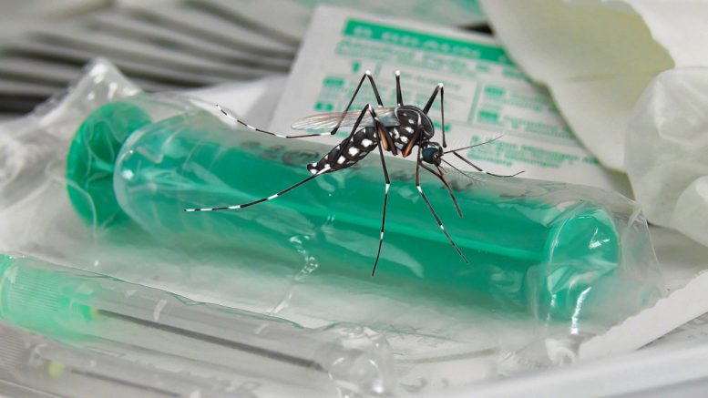 Promising Vaccine Against the Zika Virus