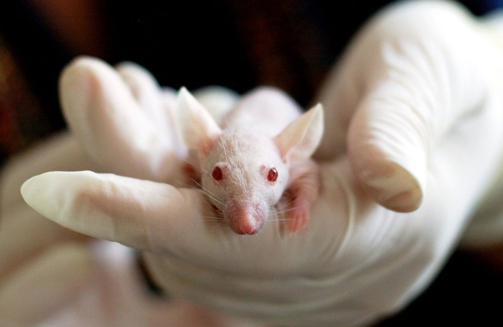 New Anti Cancer Vaccine Eliminates Tumors in Mice