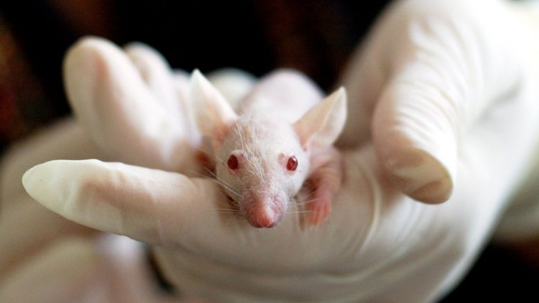New Anti Cancer Vaccine Eliminates Tumors in Mice