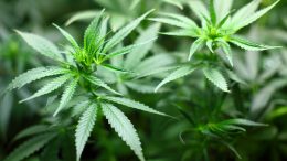 The FDA Approved the First Marijuana-Based Medicine Epidiolex