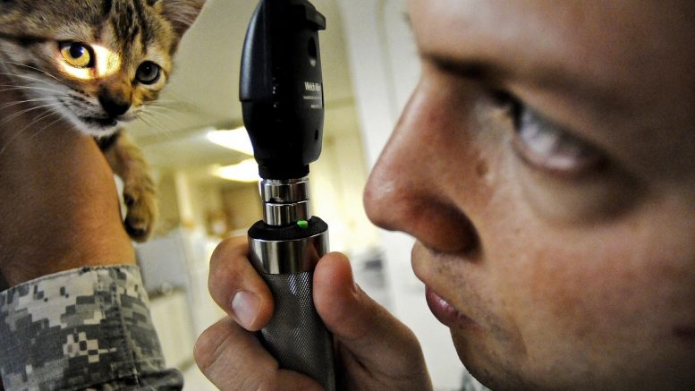 FDA Will Treat Animal Patients: The Veterinary Case