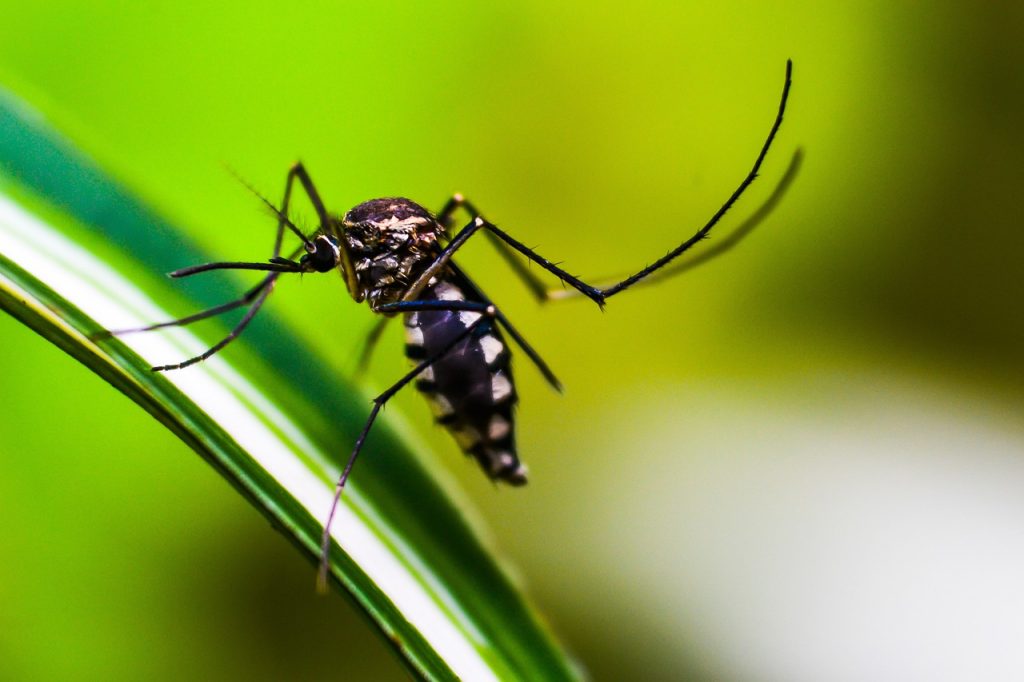 https://pixabay.com/photos/mosquito-insect-animal-bug-4998145/